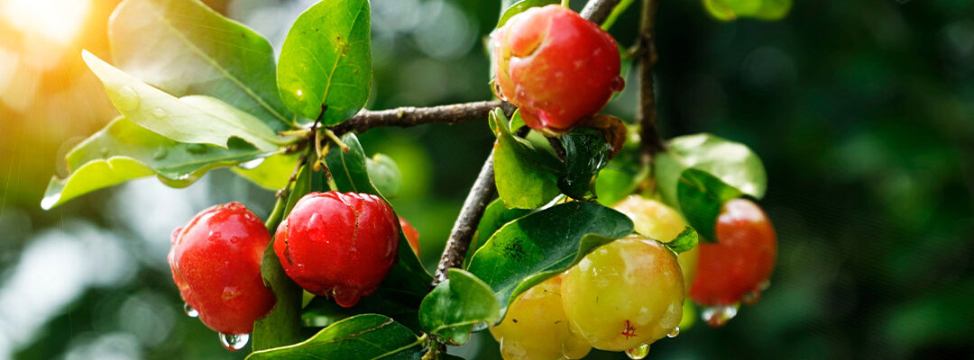 Acerola Extrato (Malpighia glabra; 20% ác. ascórbico)
