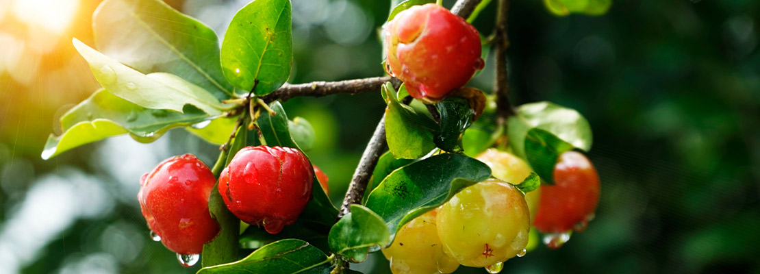 Acerola Extrato (Malpighia glabra; 20% ác. ascórbico)