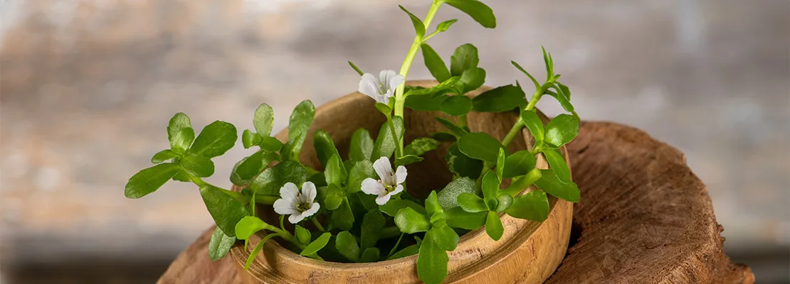 Bacopa monnieri (50% bacosídeos) Bacopa monnieri (50% bacosídeos)