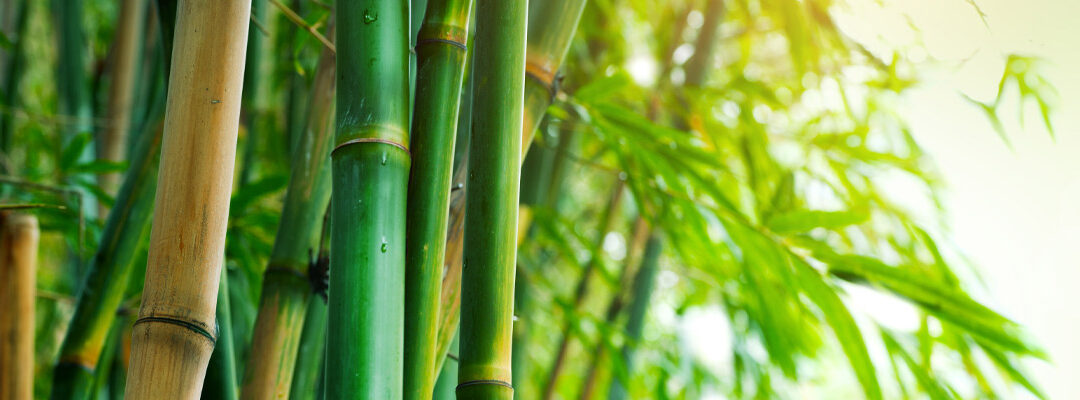 Bamboo Extrato (Bambusa vulgaris; 75% sílica)