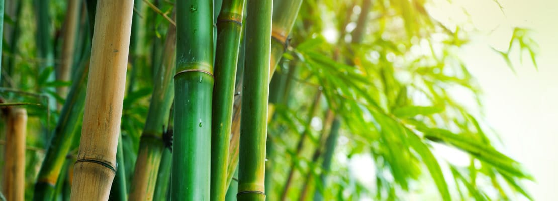 Bamboo Extrato (Bambusa vulgaris; 75% sílica)