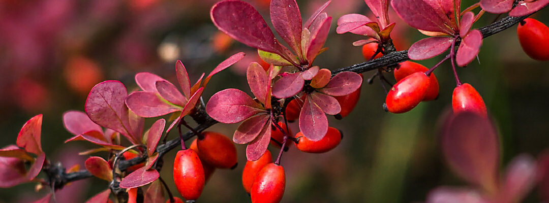 Berberina HCl 97% (Berberis vulgaris)