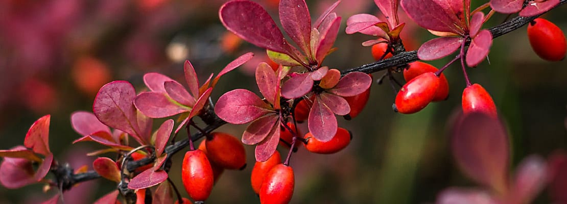 Berberina HCl 97% (Berberis vulgaris)