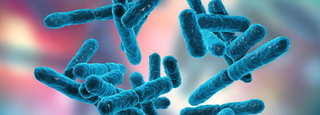 Bifidobacterium adolescentis