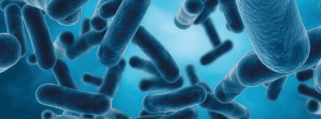 Bifidobacterium animalis subsp. lactis