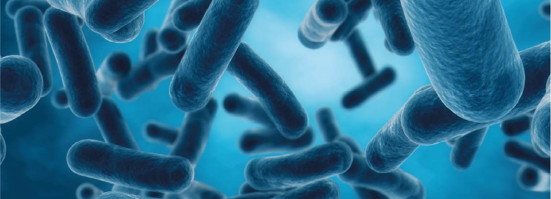 Bifidobacterium animalis subsp. lactis