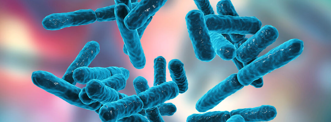 Bifidobacterium longum subsp. longum