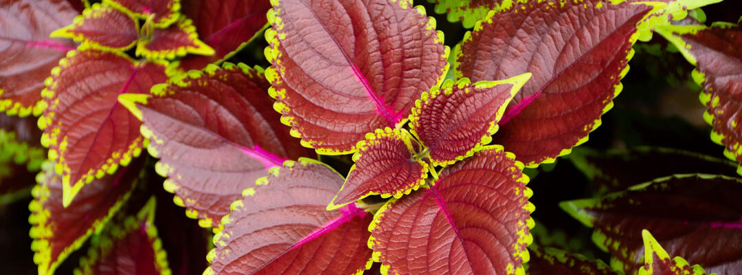 Coleus forskohlii Extrato (10% forskolin)