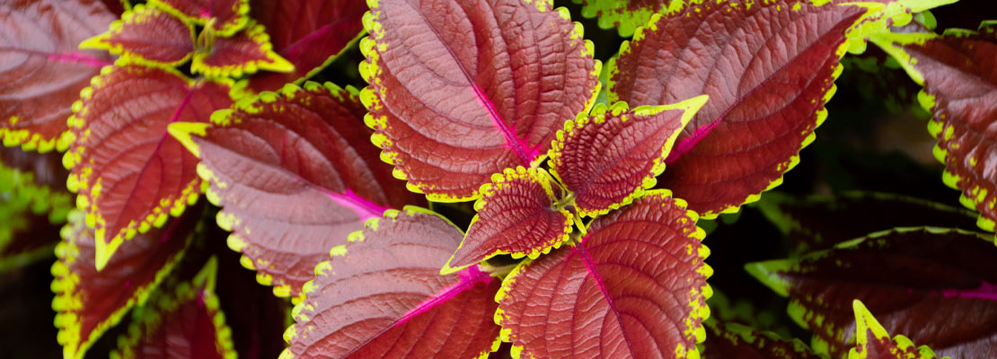Coleus forskohlii Extrato (10% forskolin)