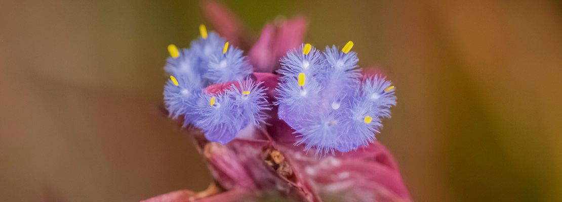 Cyanotis sp. Extrato (70% beta ecdisterona)