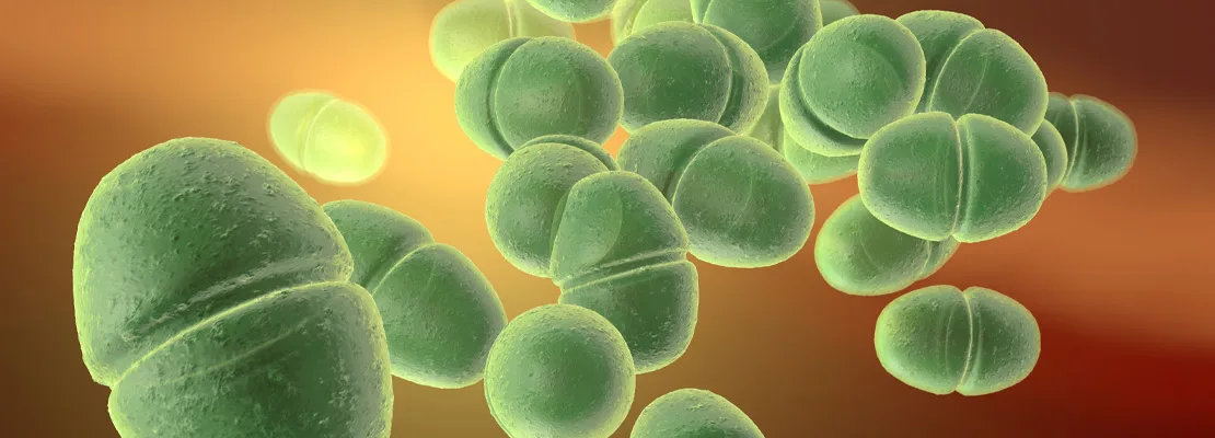 Enterococcus faecium Enterococcus faecium