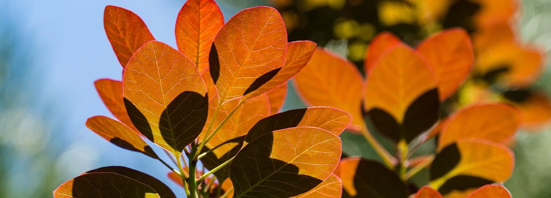 Fisetin 50%