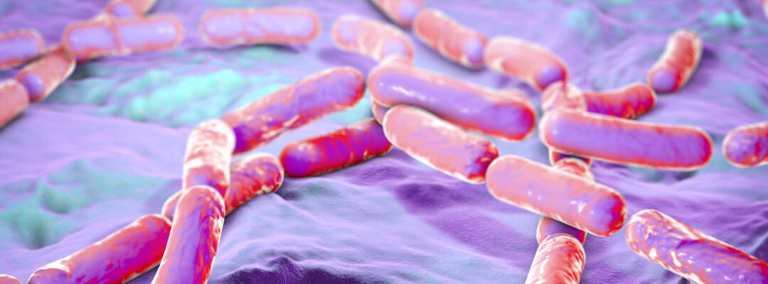 Bacillus coagulans (>100 BLH UFC/g)