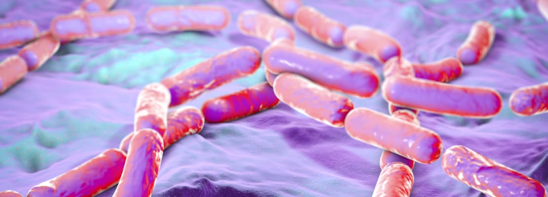 Bacillus coagulans (>100 BLH UFC/g)