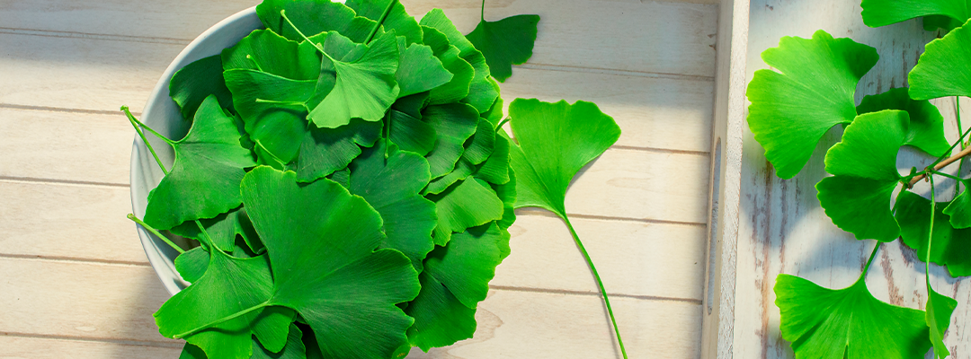 Ginkgo biloba Extrato (24% flavonoides glicosídeos)
