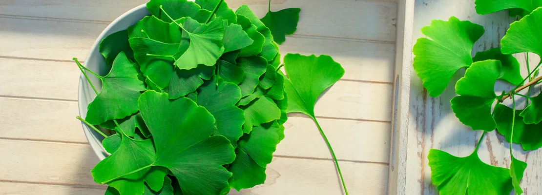 Ginkgo biloba Extrato (24% flavonoides glicosídeos) Ginkgo biloba Extrato (24% flavonoides glicosídeos)