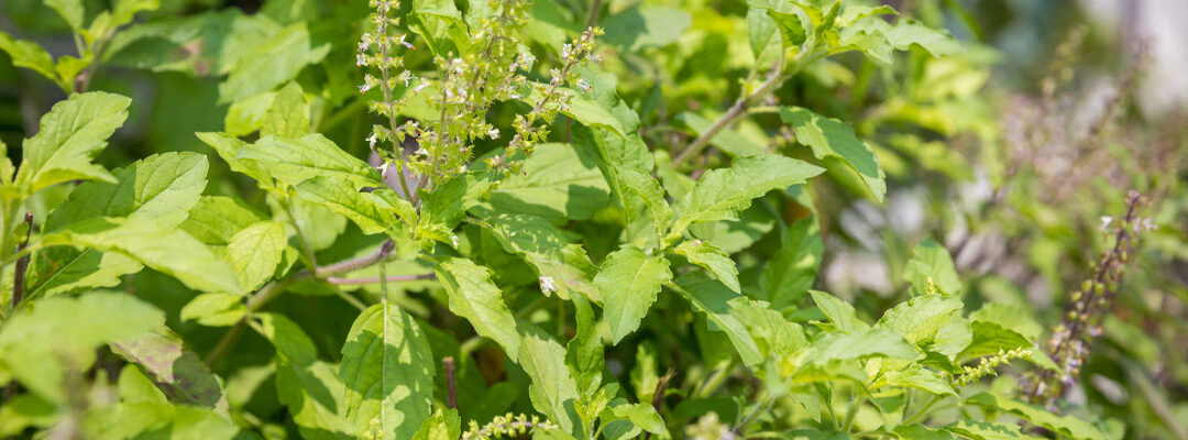 Holy Basil Extrato (Ocimum sanctum)