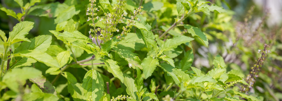 Holy Basil Extrato (Ocimum sanctum)