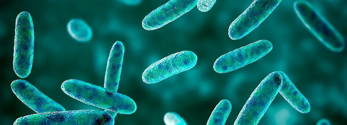 ImmuneCal Lactobacillus acidophilus ImmuneCal Lactobacillus acidophilus