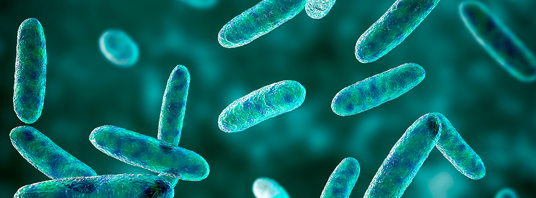 ImmuneCal Lactobacillus casei