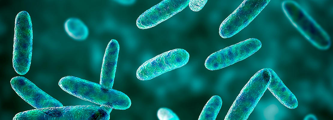 ImmuneCal Lactobacillus rhamnosus