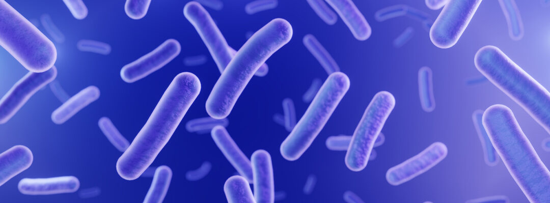 Lactobacillus casei