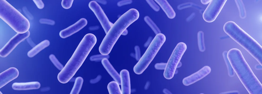 Lactobacillus casei Lactobacillus casei