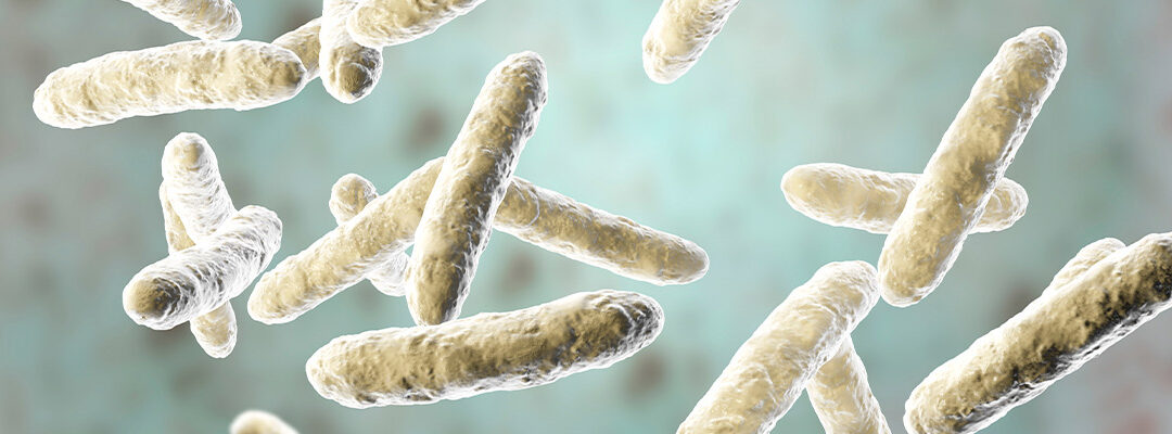 Lactobacillus plantarum
