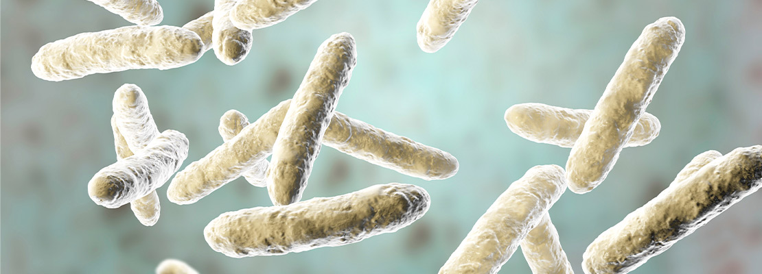 Lactobacillus plantarum