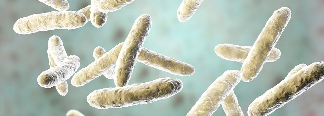 Lactobacillus plantarum Lactobacillus plantarum