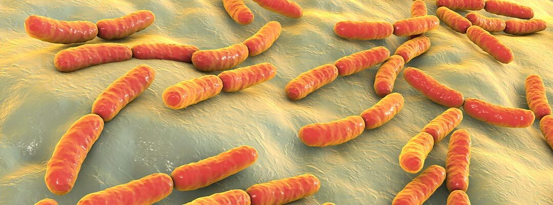 Lactobacillus rhamnosus
