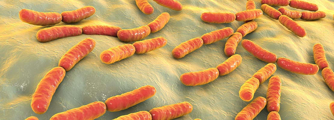 Lactobacillus rhamnosus