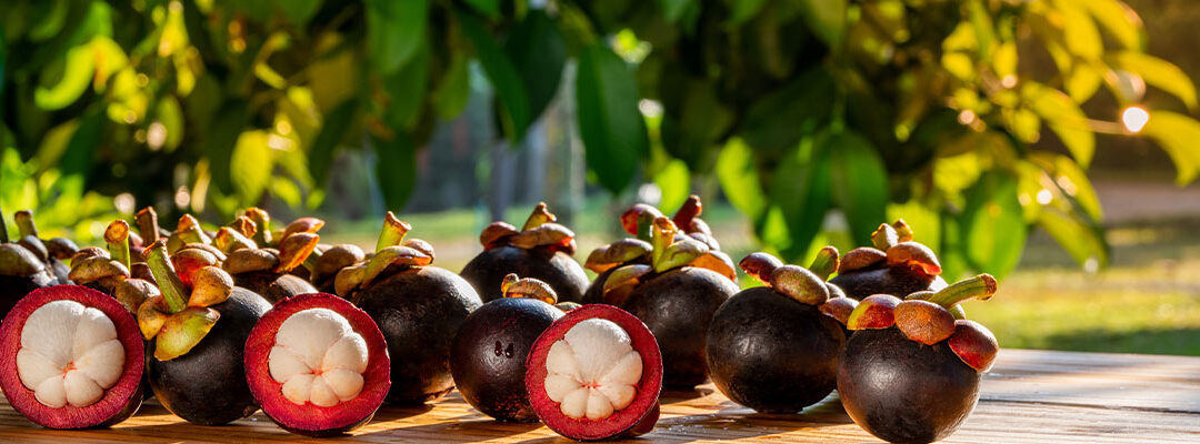 Mangosteen (Garcinia mangostana; 10% mangostin)