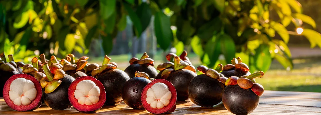 Mangosteen (Garcinia mangostana; 10% mangostin) Mangosteen (Garcinia mangostana; 10% mangostin)