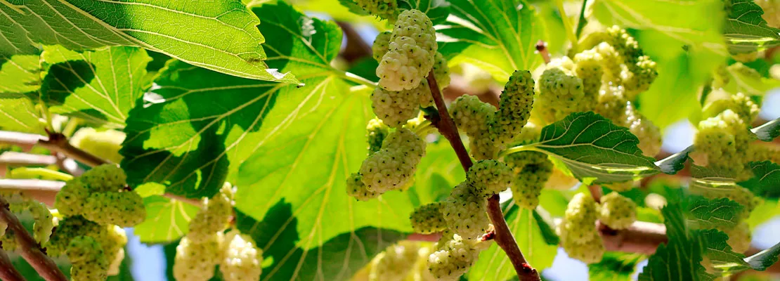 Morus alba Extrato (3% 1-DNJ) Morus alba Extrato (3% 1-DNJ)