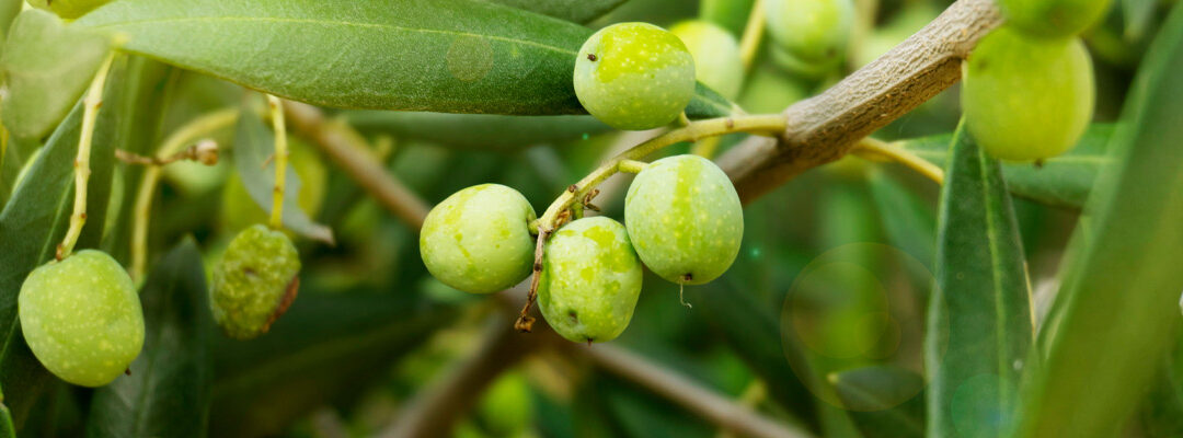 Olive Leaf Extrato (10% Hidroxitirosol)