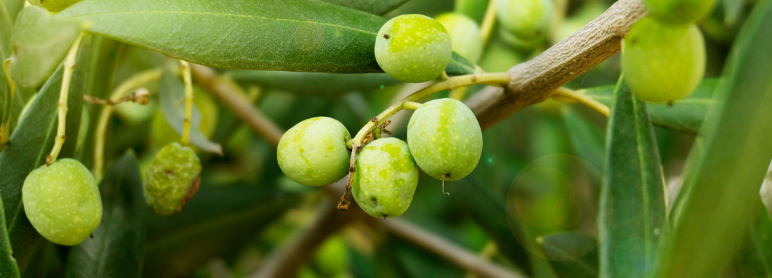 Olive Leaf Extrato (10% Hidroxitirosol)