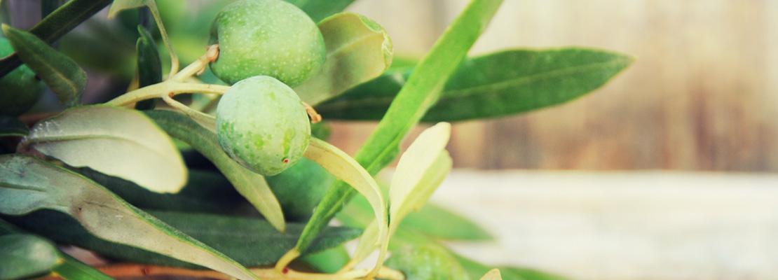 Olive Leaf Extrato (20% Oleuropeína)