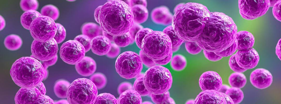 Pediococcus pentosaceus