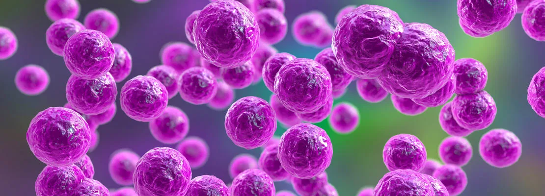 Pediococcus pentosaceus Pediococcus pentosaceus