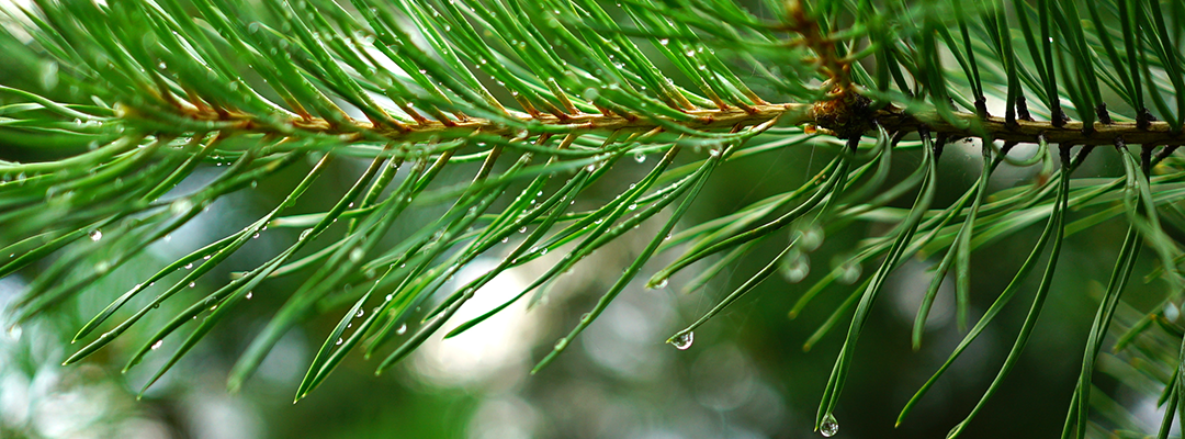 Pinus pinaster Extrato (95% proantocianidinas)