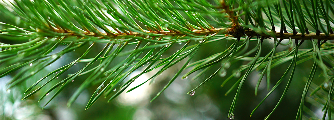 Pinus pinaster Extrato (95% proantocianidinas)