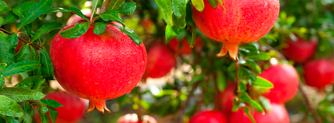 Pomegranate Extrato (Punica granatum L.; 40% ácido elágico)