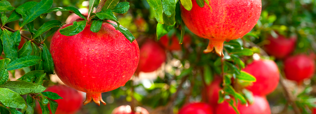 Pomegranate Extrato (Punica granatum L.; 40% ácido elágico)