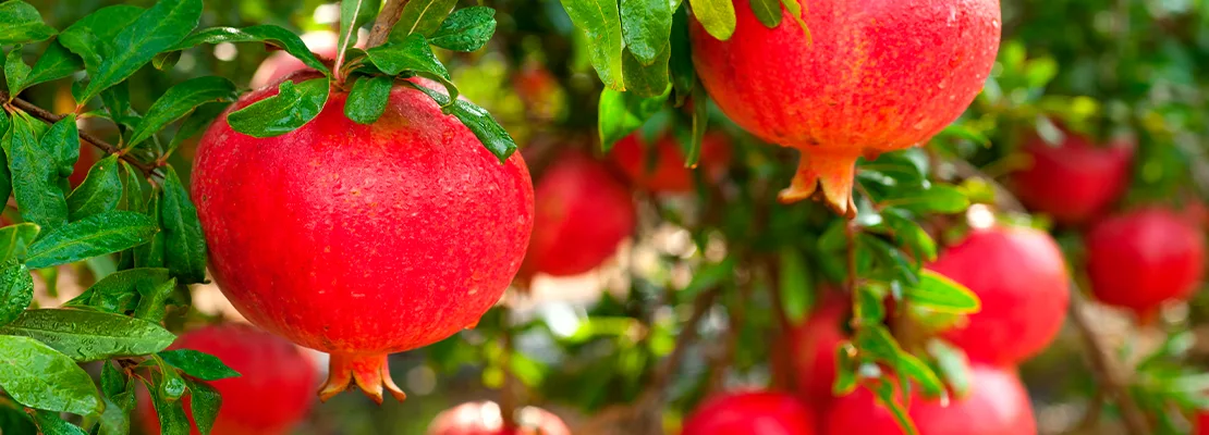 Pomegranate Extrato (Punica granatum L.; 40% ácido elágico) Pomegranate Extrato (Punica granatum L.; 40% ácido elágico)