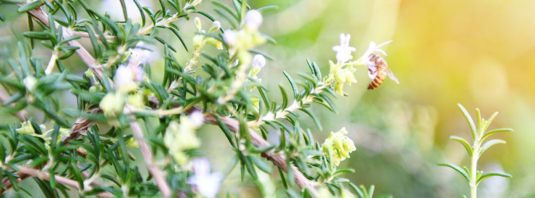 Própolis Verde Extrato (Baccharis dracunculifolia)