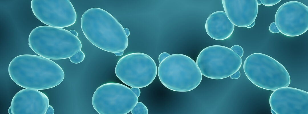 Saccharomyces boulardii