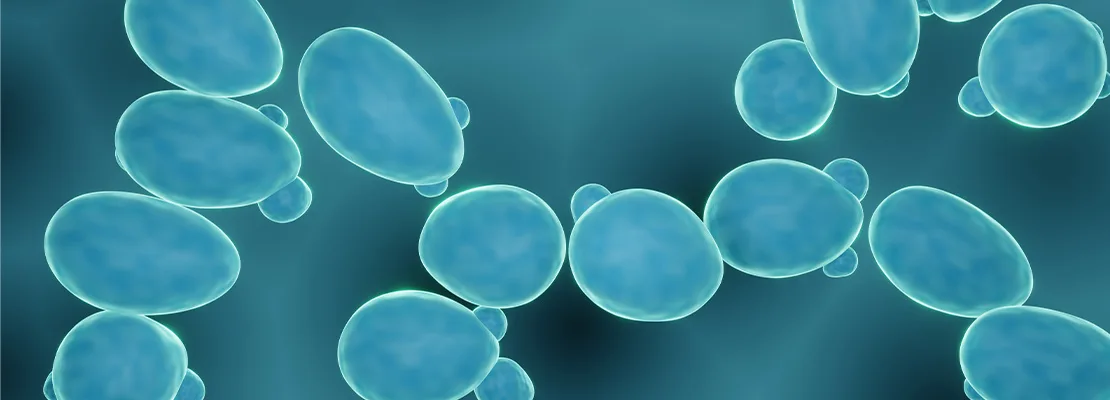 Saccharomyces boulardii Saccharomyces boulardii