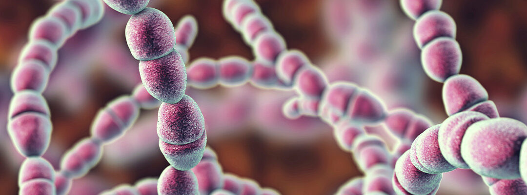 Streptococcus thermophilus