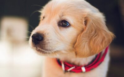 Terapia ortomolecular veterinária combate doenças e envelhecimento de animais